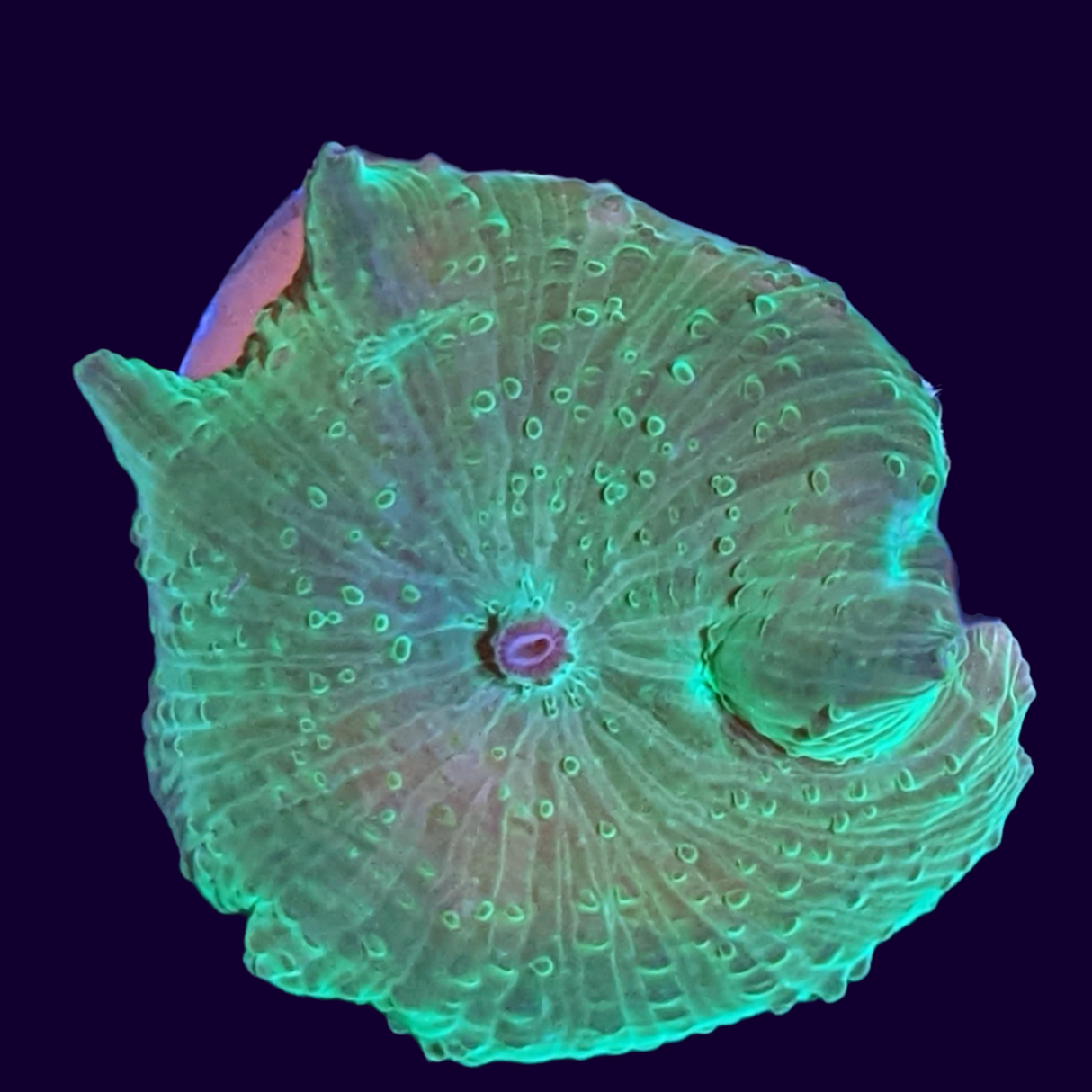 Green Discosoma Mushroom