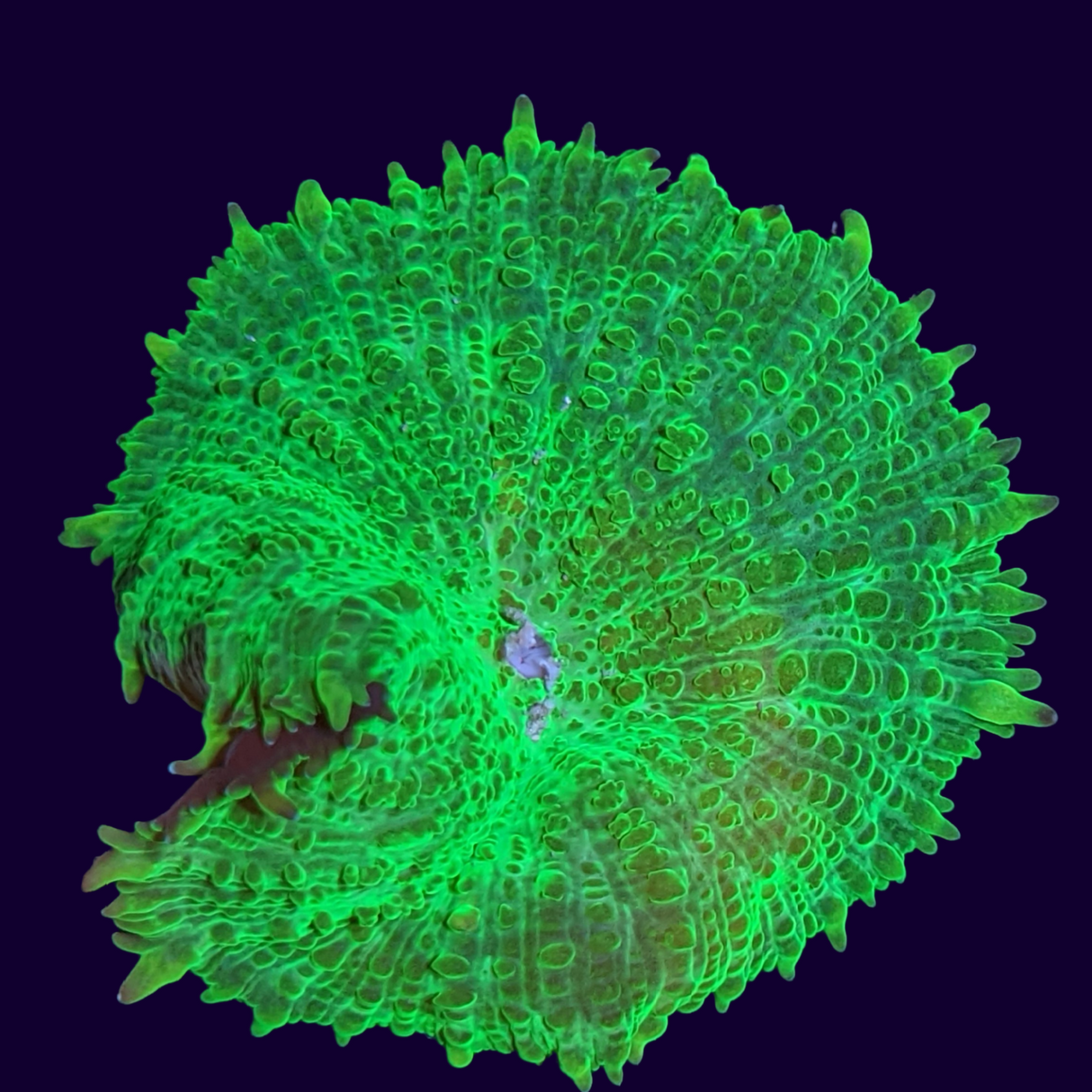 Green Rhodactis Mushroom