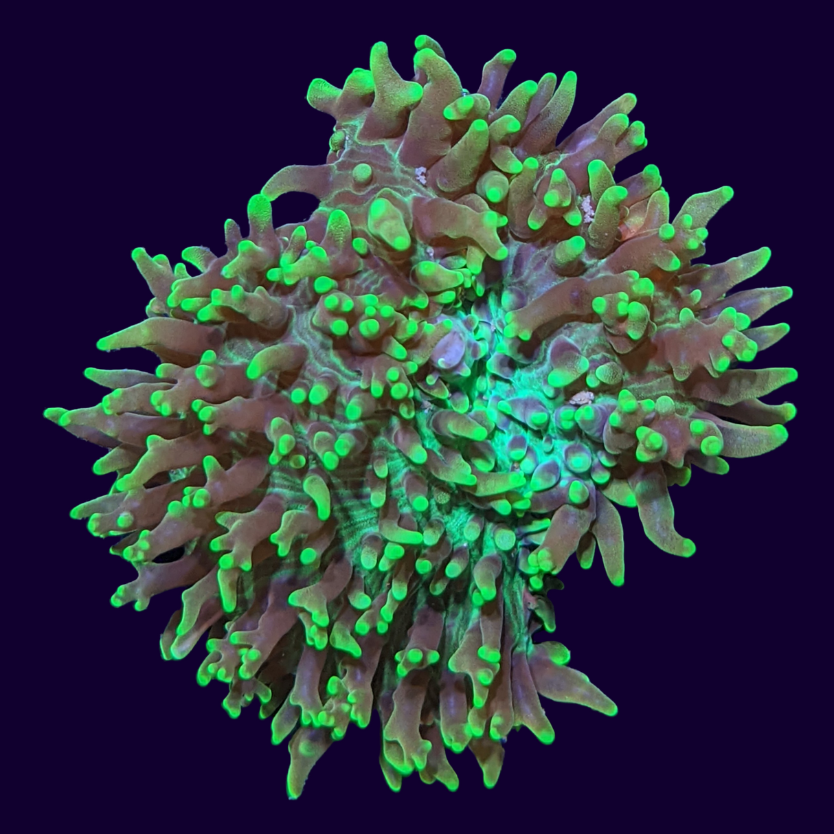 Green Fuzzy Indo Mushroom