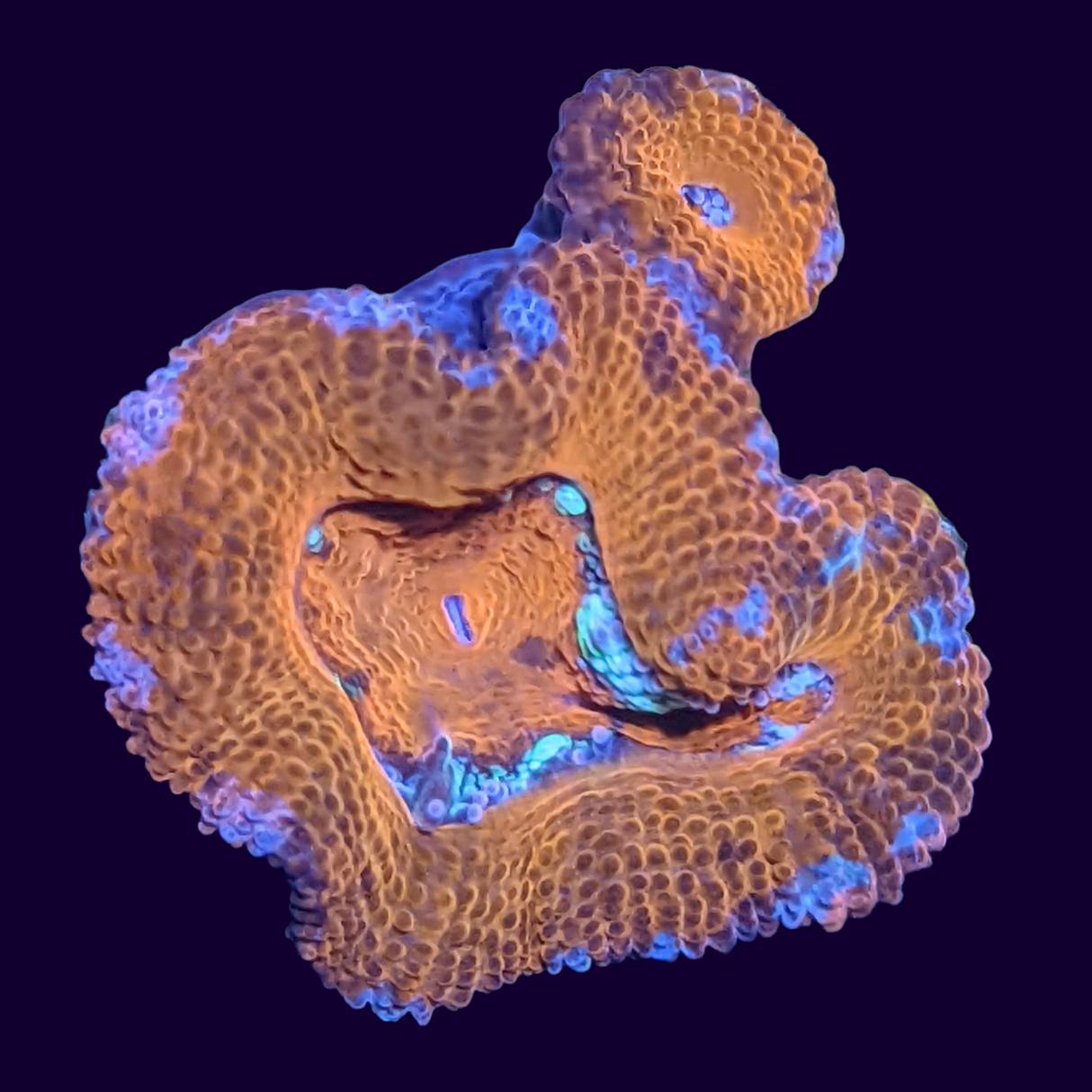 Acanthastrea Lordhowensi