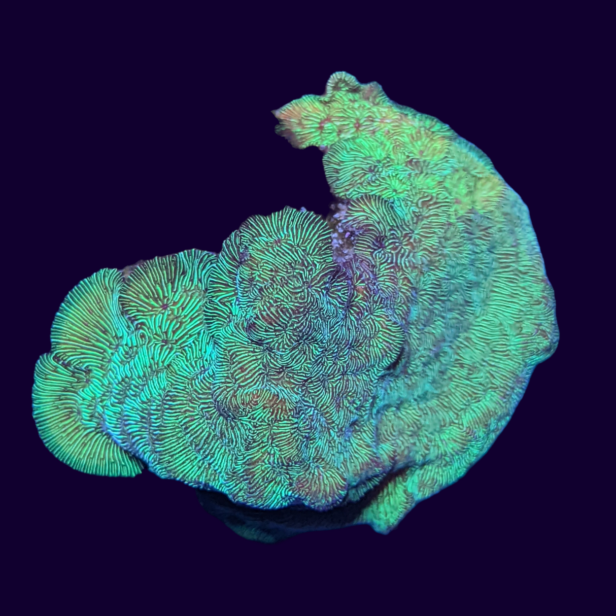 Large Metallic Green Pavona (UK Grown)