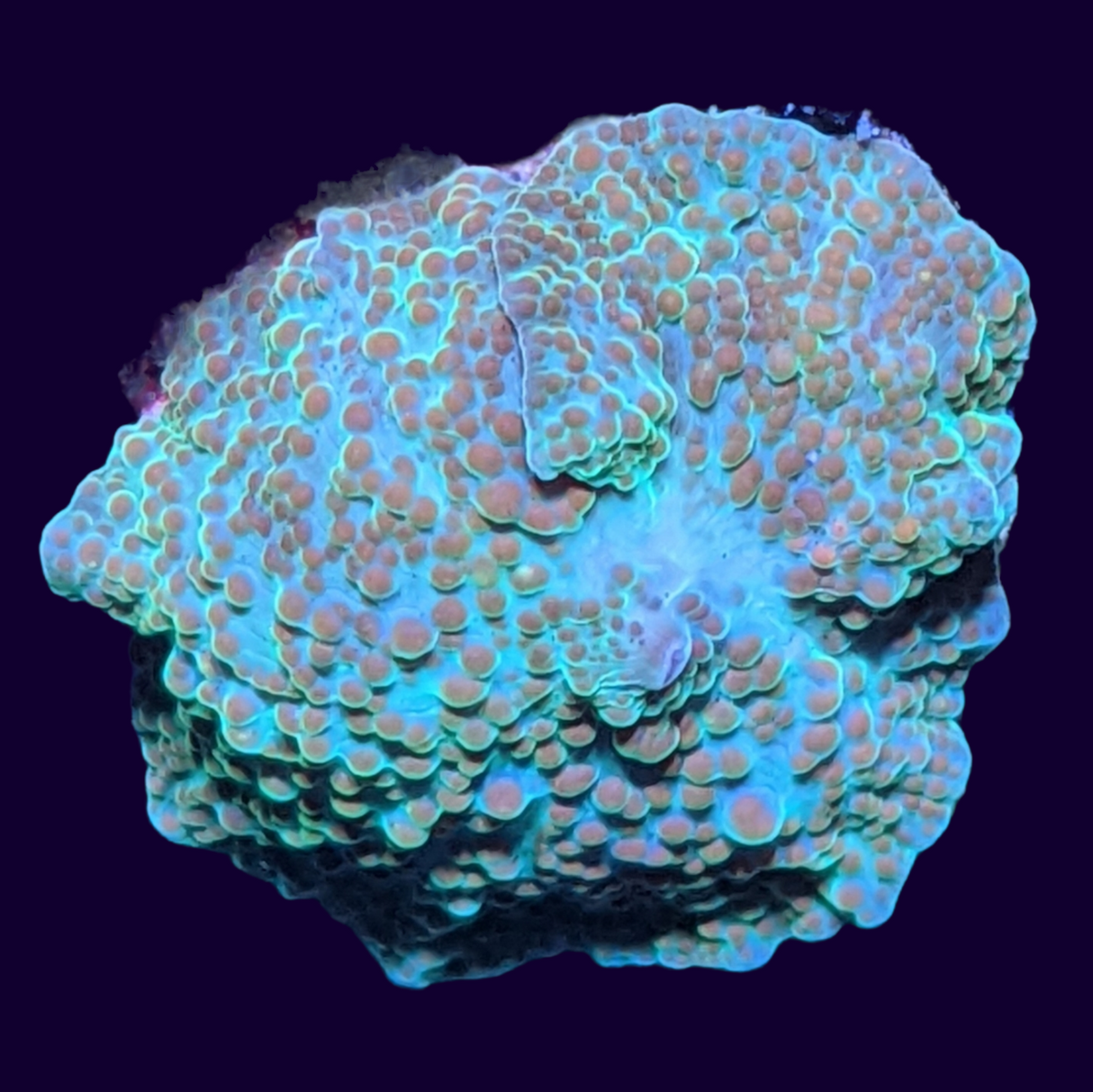 Skittles Discosoma Mushroom