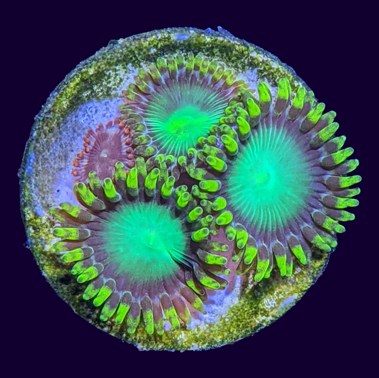 Radioactive Dragons Eye/Orange Zoa Mix (UK Grown)