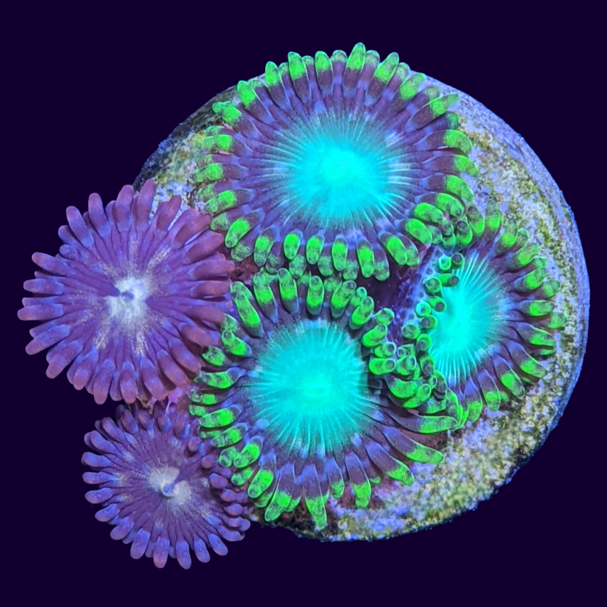 Radioactive Dragons Eye/Orange Zoa Mix (UK Grown)