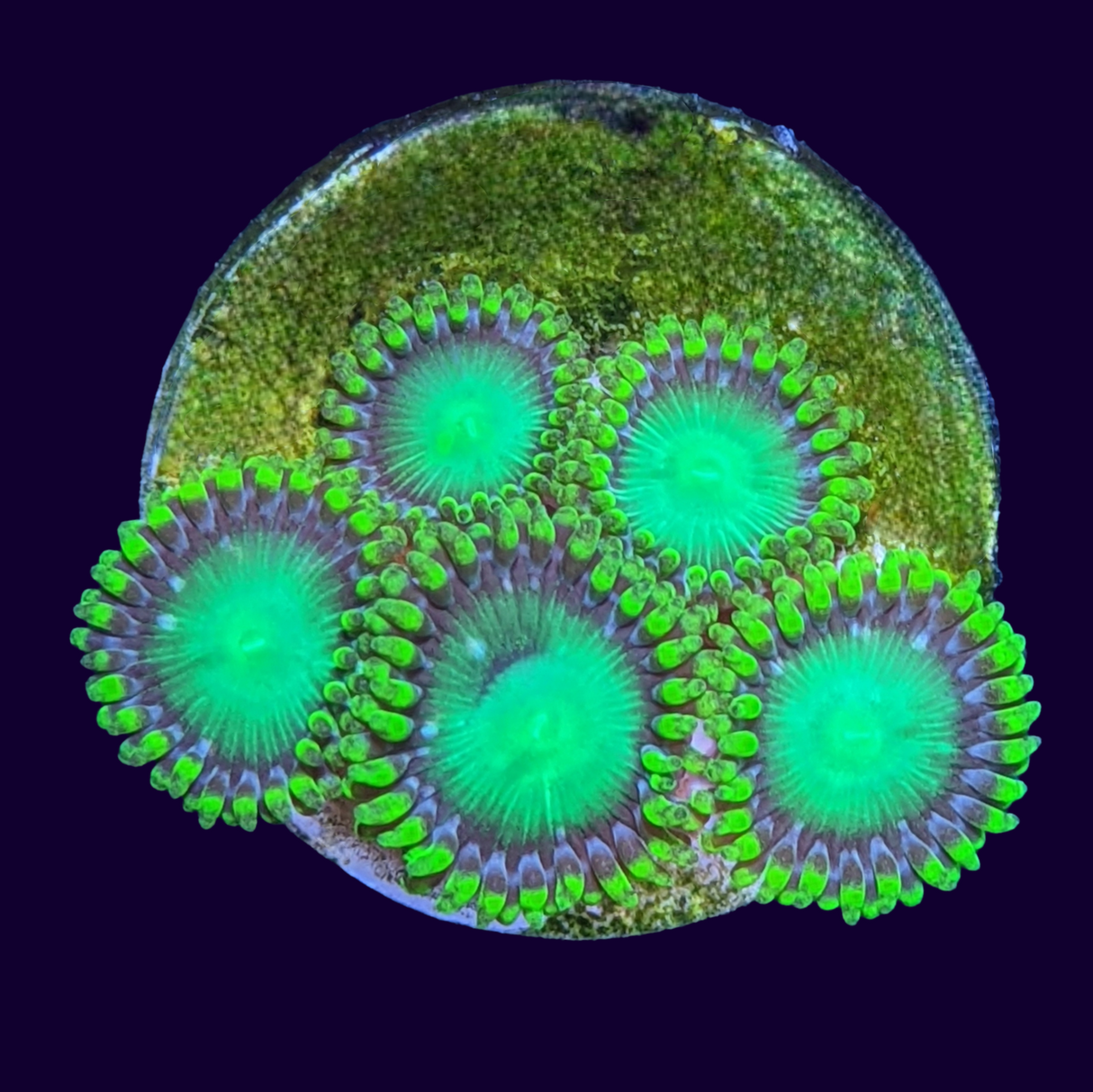 Radioactive Dragons Eye Zoa Frag (UK Grown)