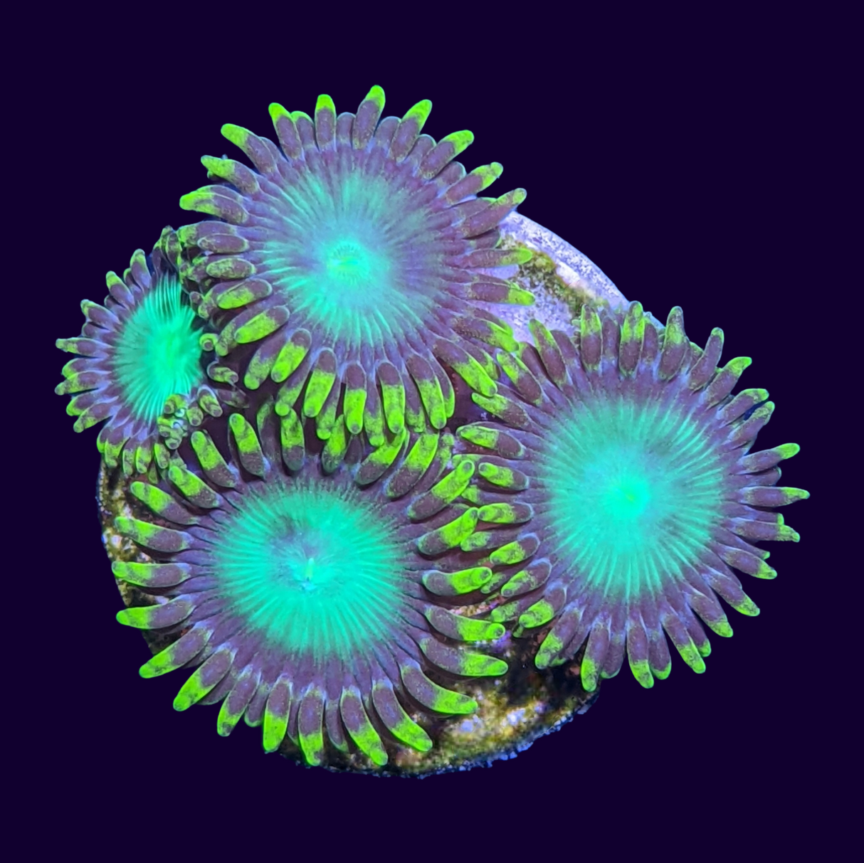 Radioactive Dragons Eye Zoa Frag (UK Grown)