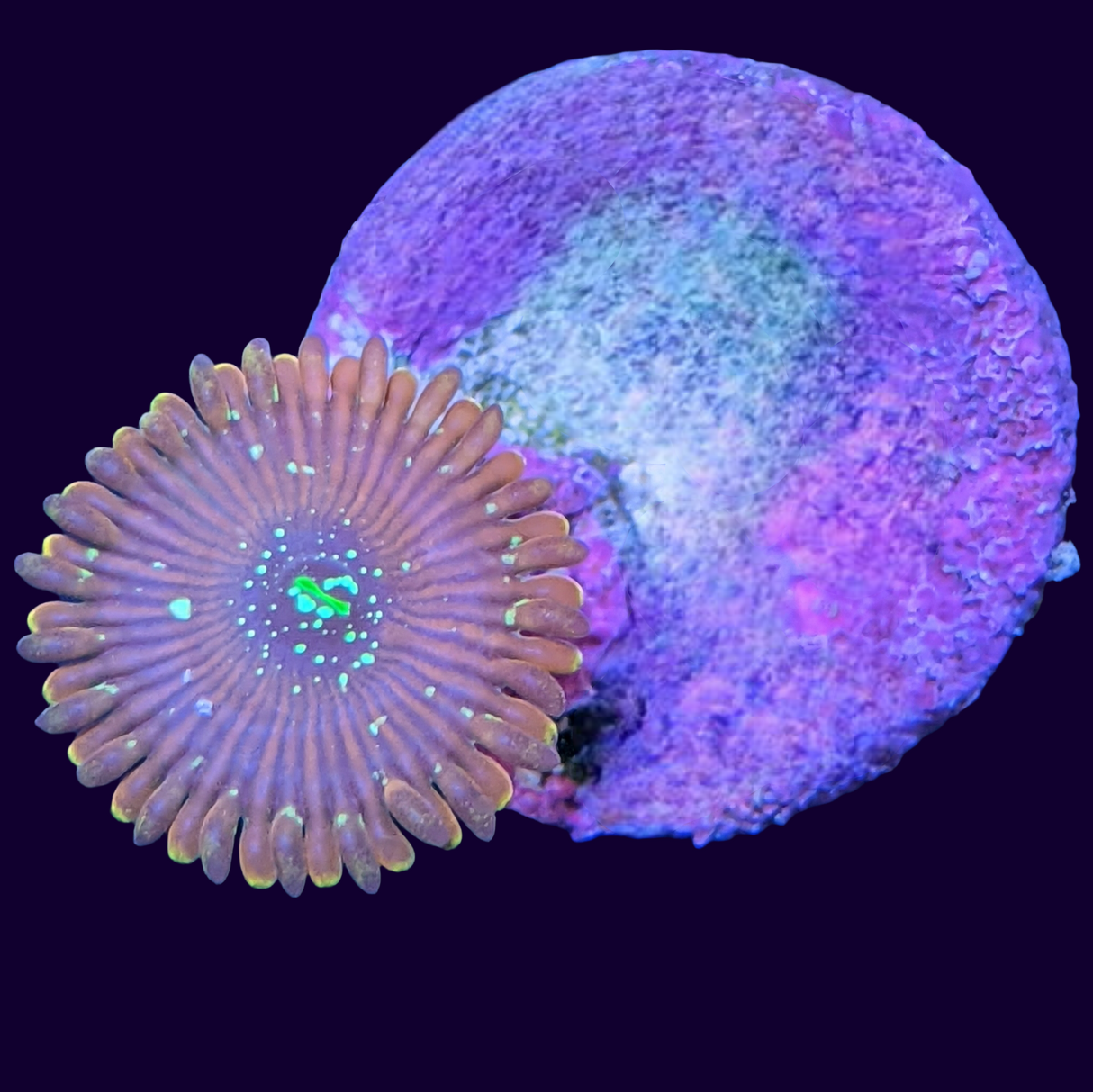 Magician Zoa Frag (UK Grown)