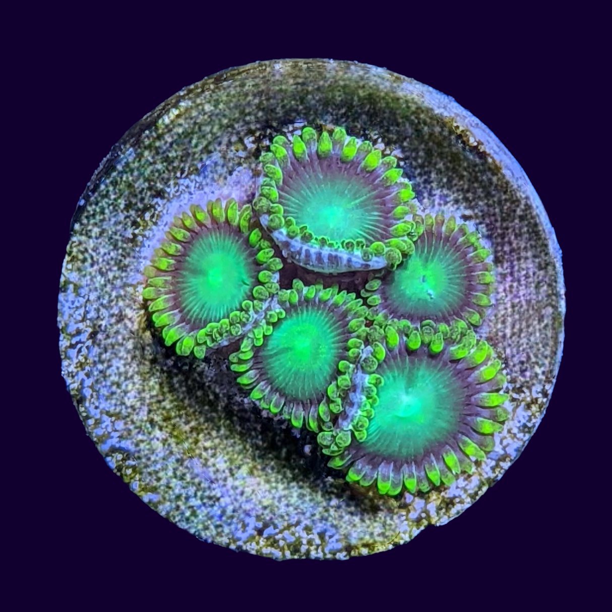 Radioactive Dragons Eye Zoa Frag (UK Grown)