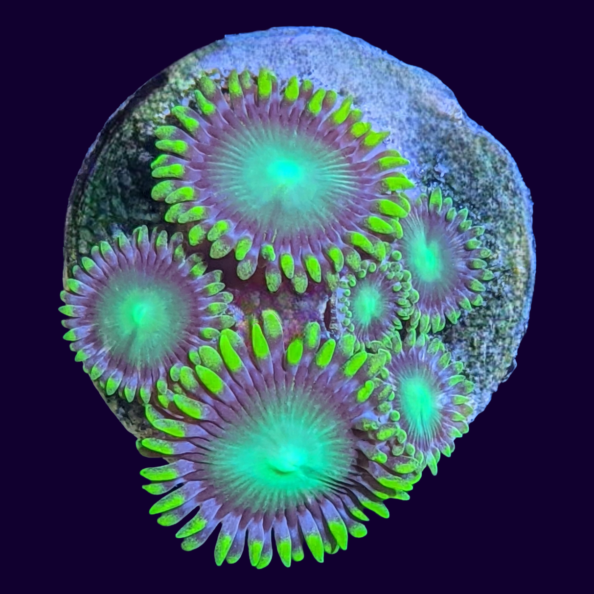 Radioactive Dragons Eye Zoa Frag (UK Grown)