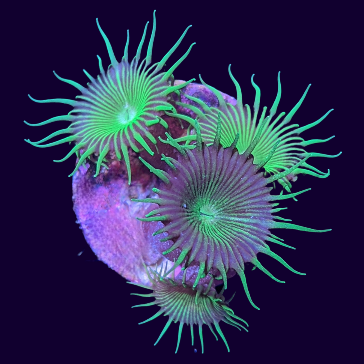 Green Paly Zoa Frag (UK Grown)