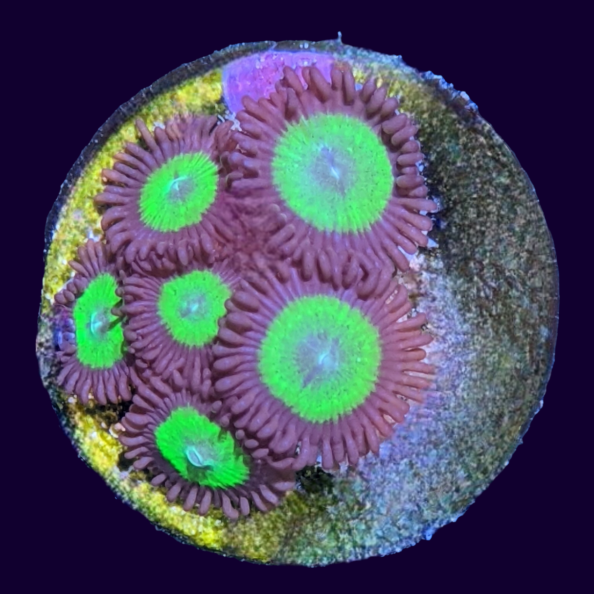 Fake Candy Apple Zoa Frag (UK Grown)