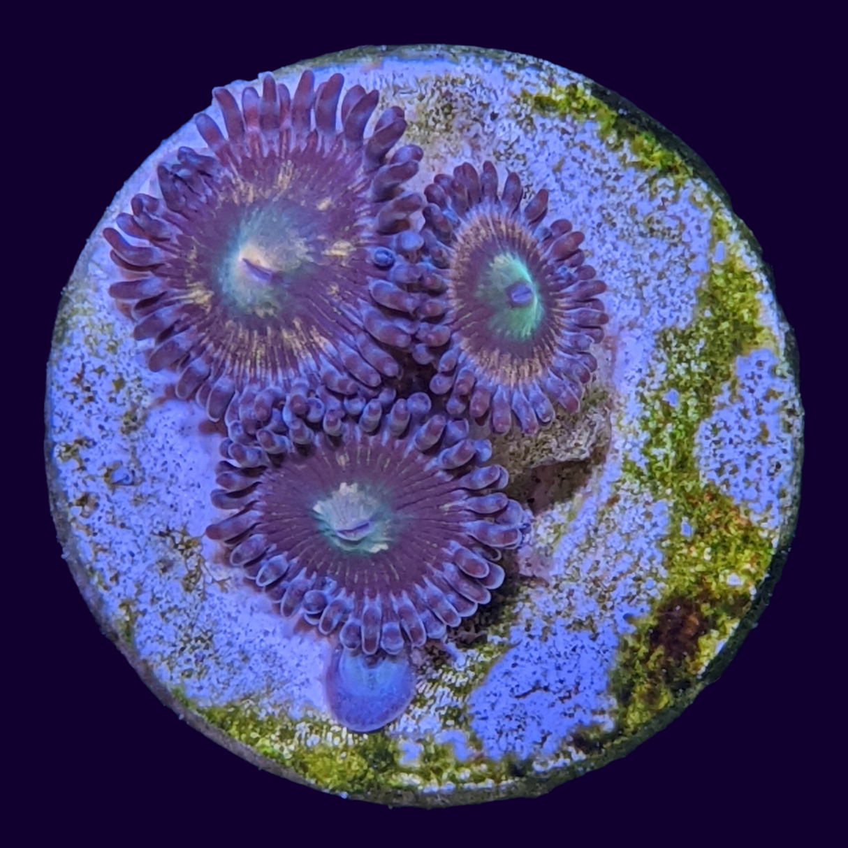 Zoa Frag (UK Grown)