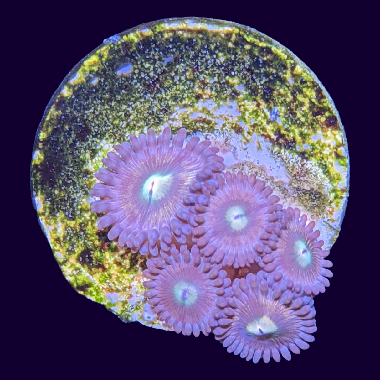 Zoa Frag (UK Grown)