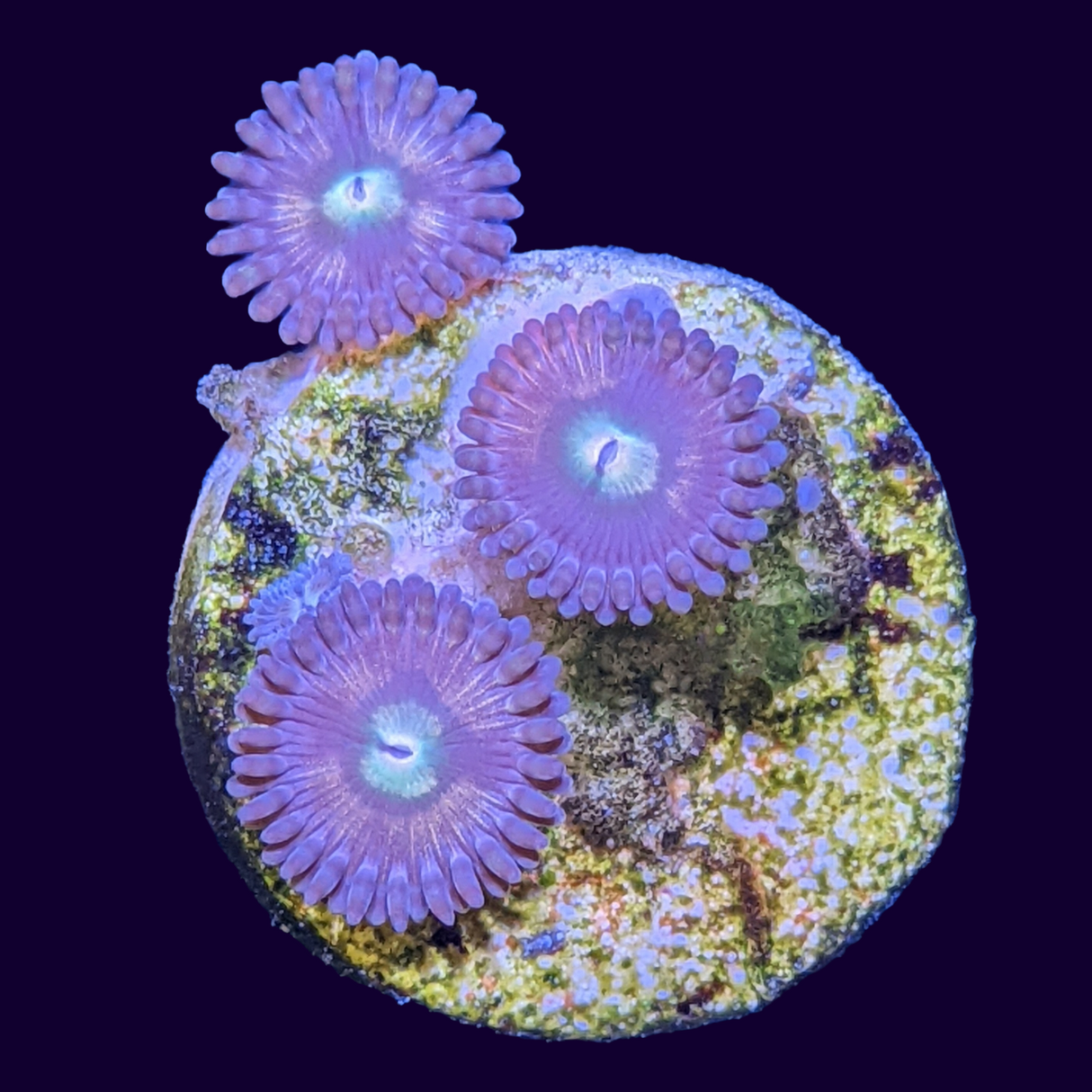 Zoa Frag (UK Grown)
