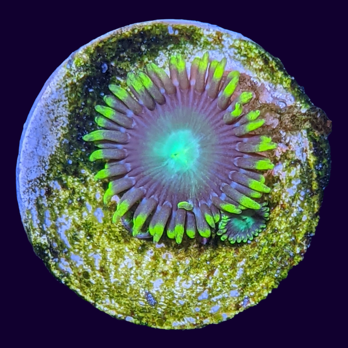 Radioactive Dragons Eye Zoa Frag (UK Grown)