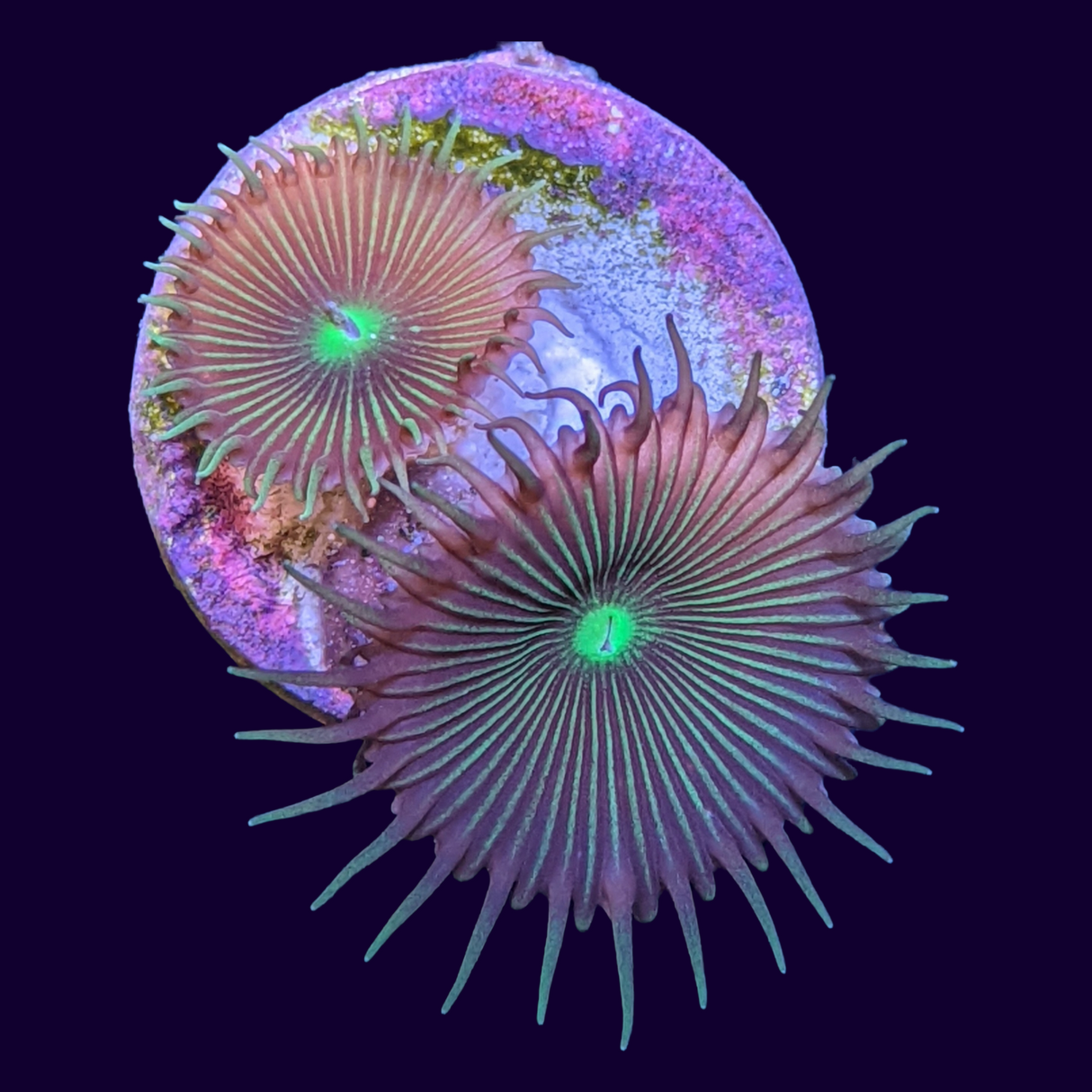 Green Paly Zoa Frag (UK Grown)