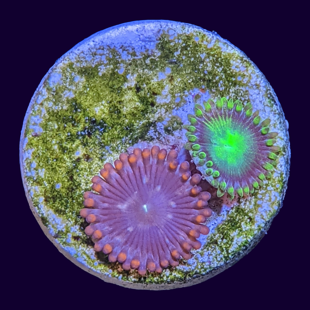 Radioactive Dragons Eye/Orange Zoa Mix (UK Grown)