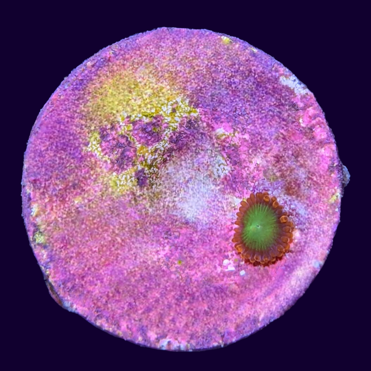 Goblins of Fire Zoa Frag (UK Grown)