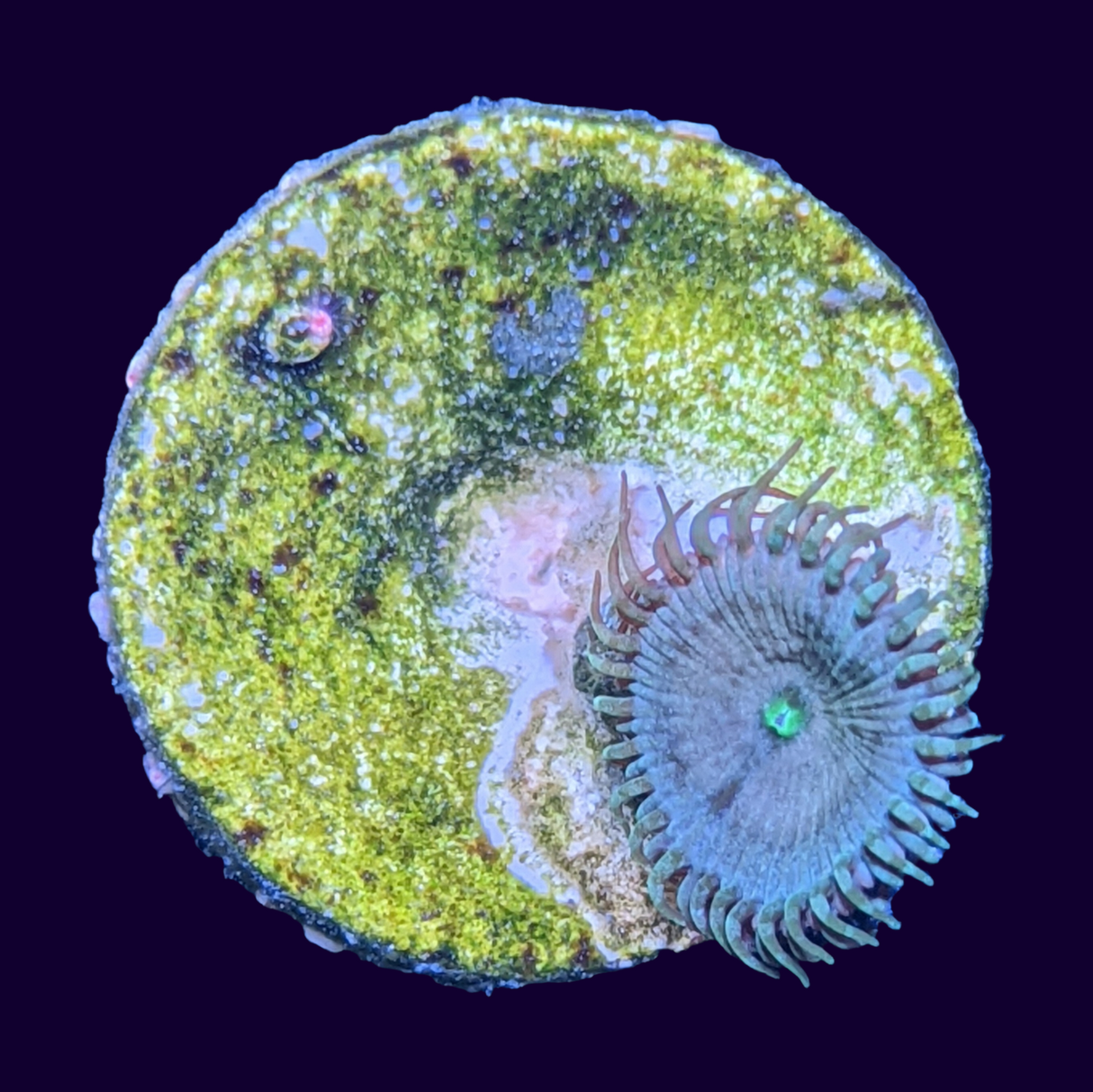 Zoa Frag (UK Grown)