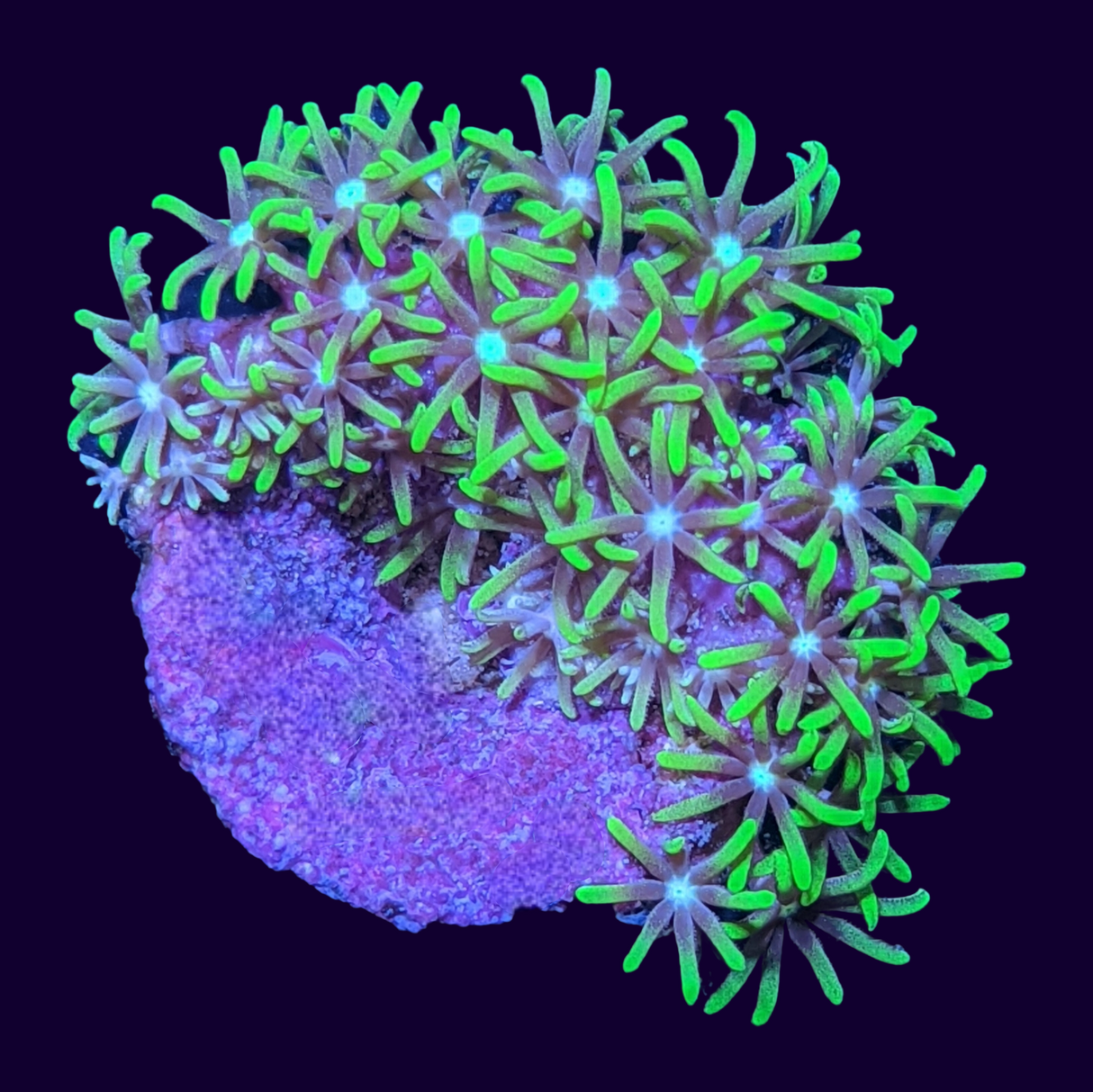 Green Star Polyp Frag