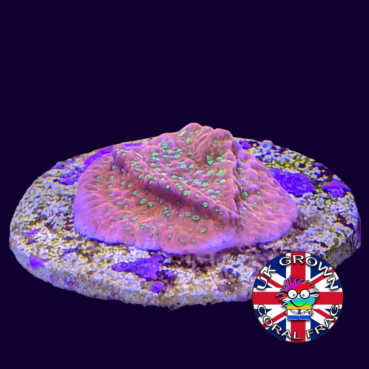 Tropic Thunder Montipora (UK Grown)
