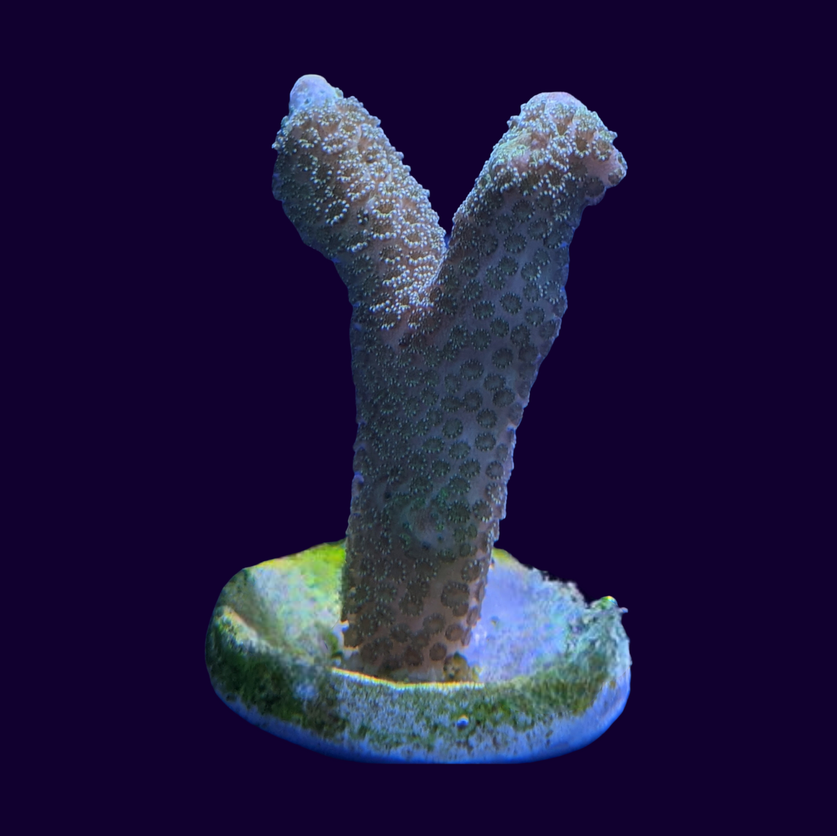 Green Montipora digitata (UK Grown)