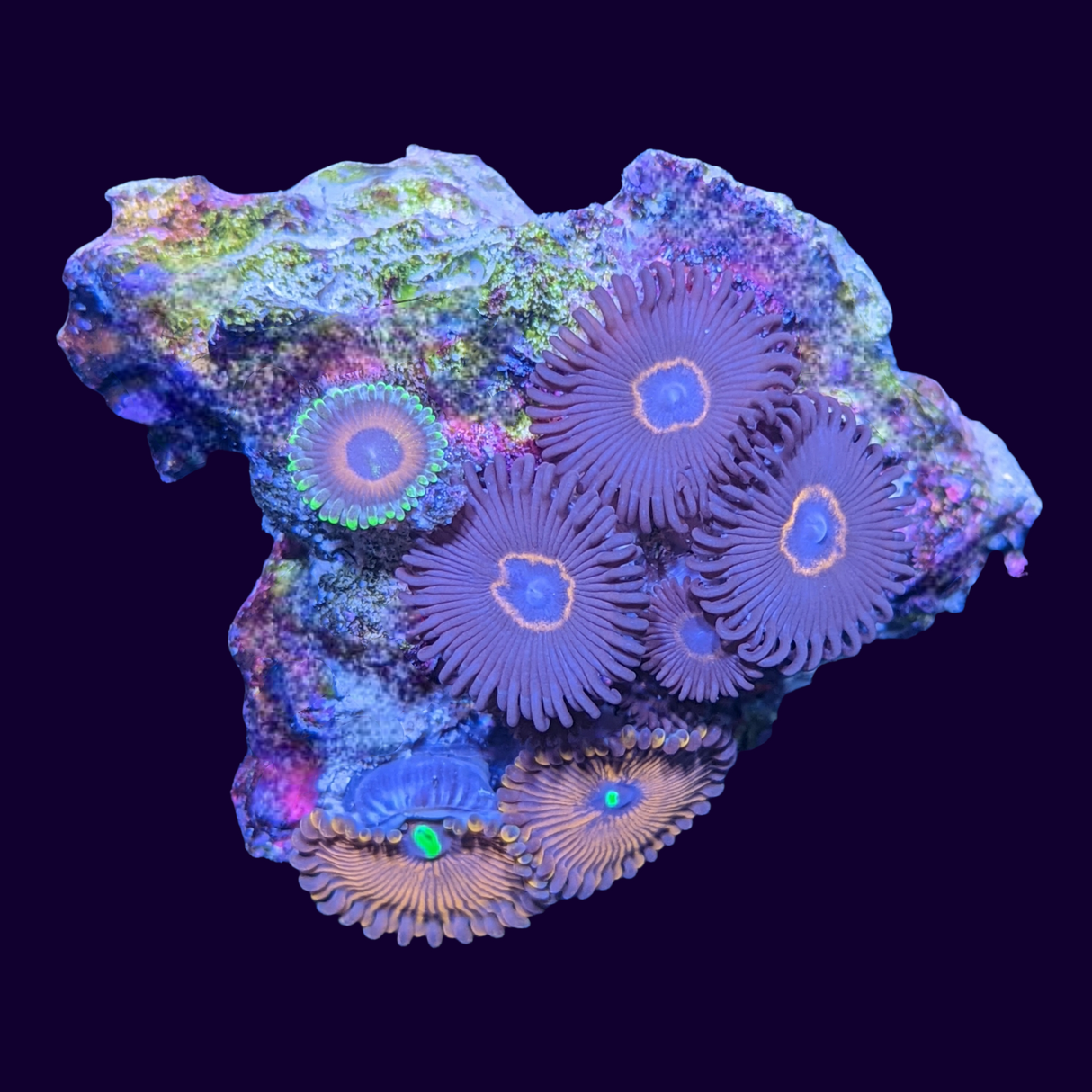 Mini Zoa Mixed Colony
