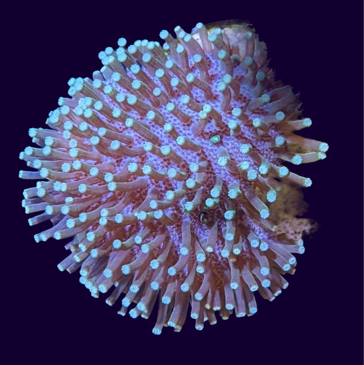 Green Polyp Toadstool Frag