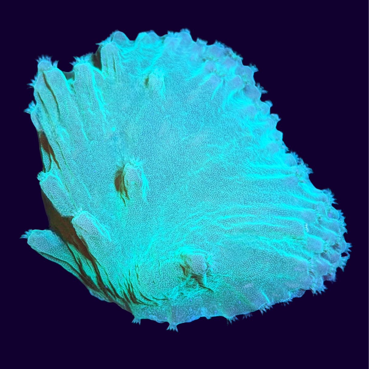 Green Sinularia Dura Cabbage Coral