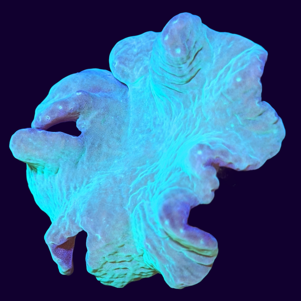 Green Sinularia Dura Cabbage Coral