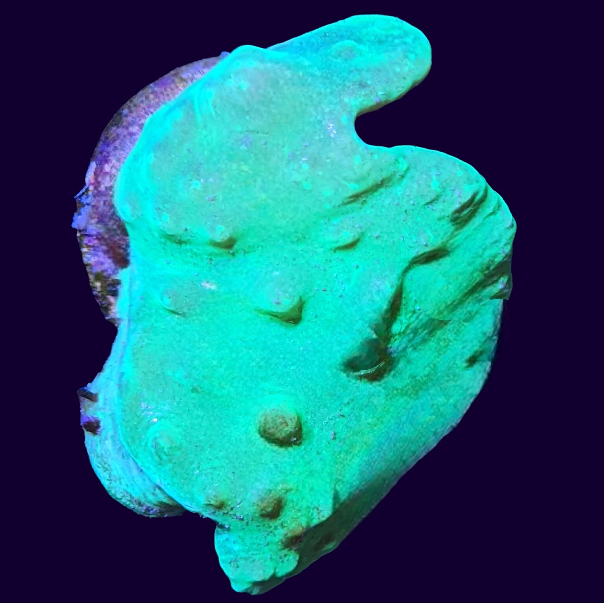 Green Sinularia Dura Cabbage Coral