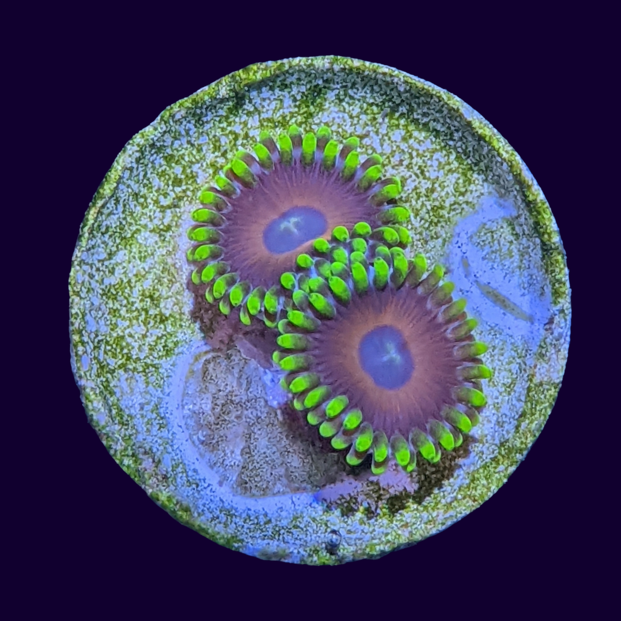 Eagle Eyes Zoa Frag (UK Grown)