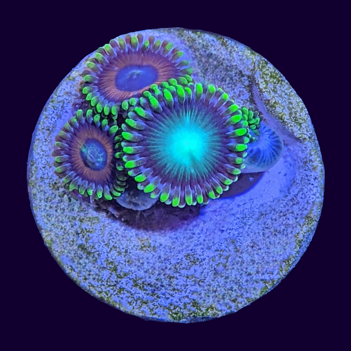 Mixed Eagle Eye/ Radioactive Dragon Eyes Zoa