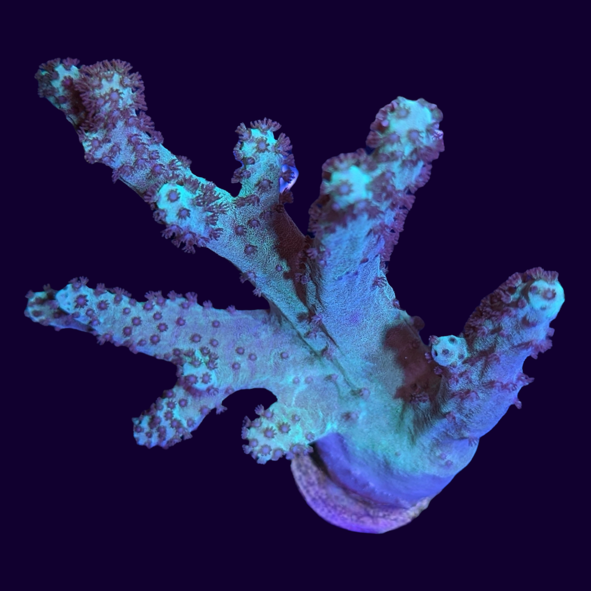 Green Finger Leather