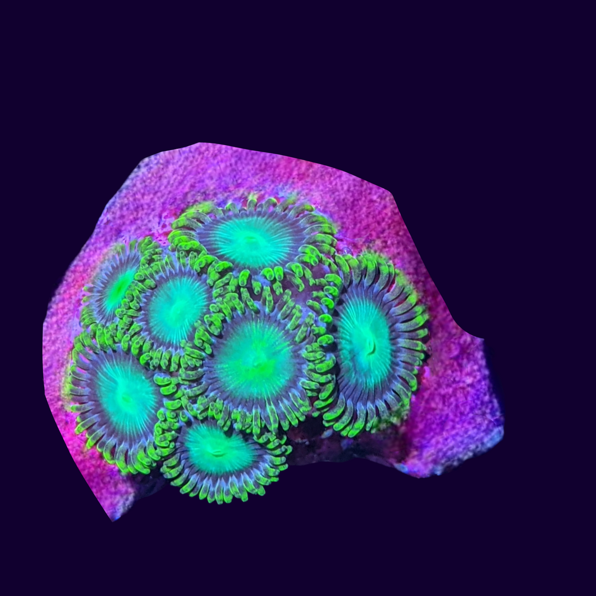 Radioactive Dragons Eye Zoa Rock (UK Grown)
