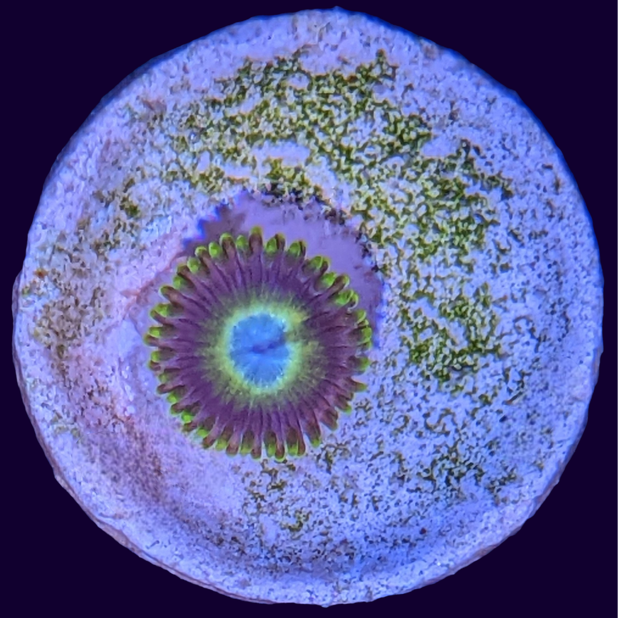 Scrambled egg Zoa