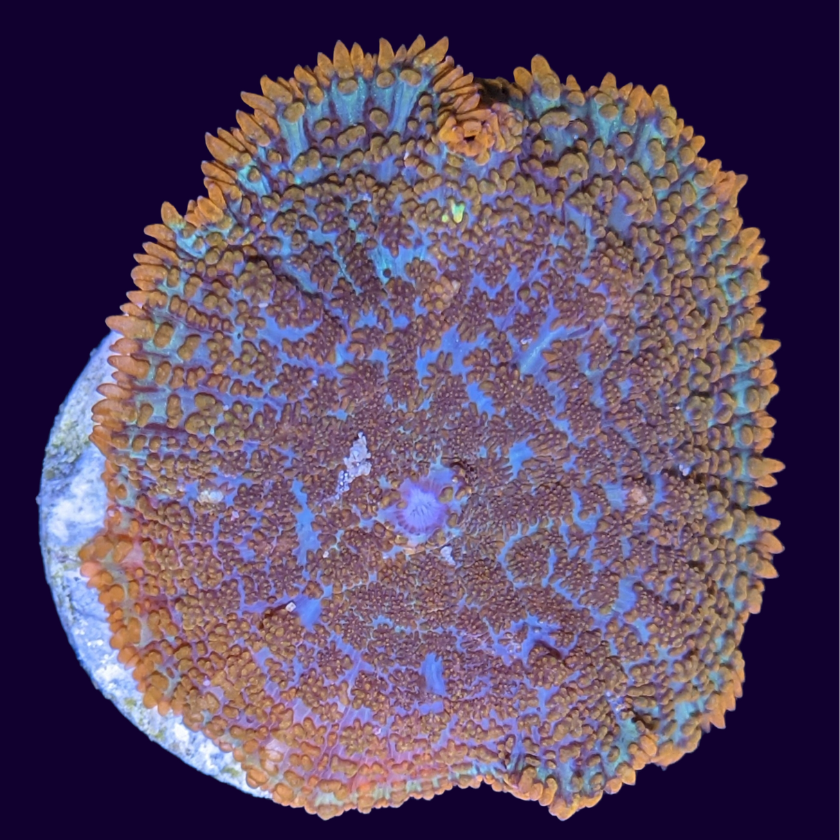 Aussie Orange Rhodactis Mushroom