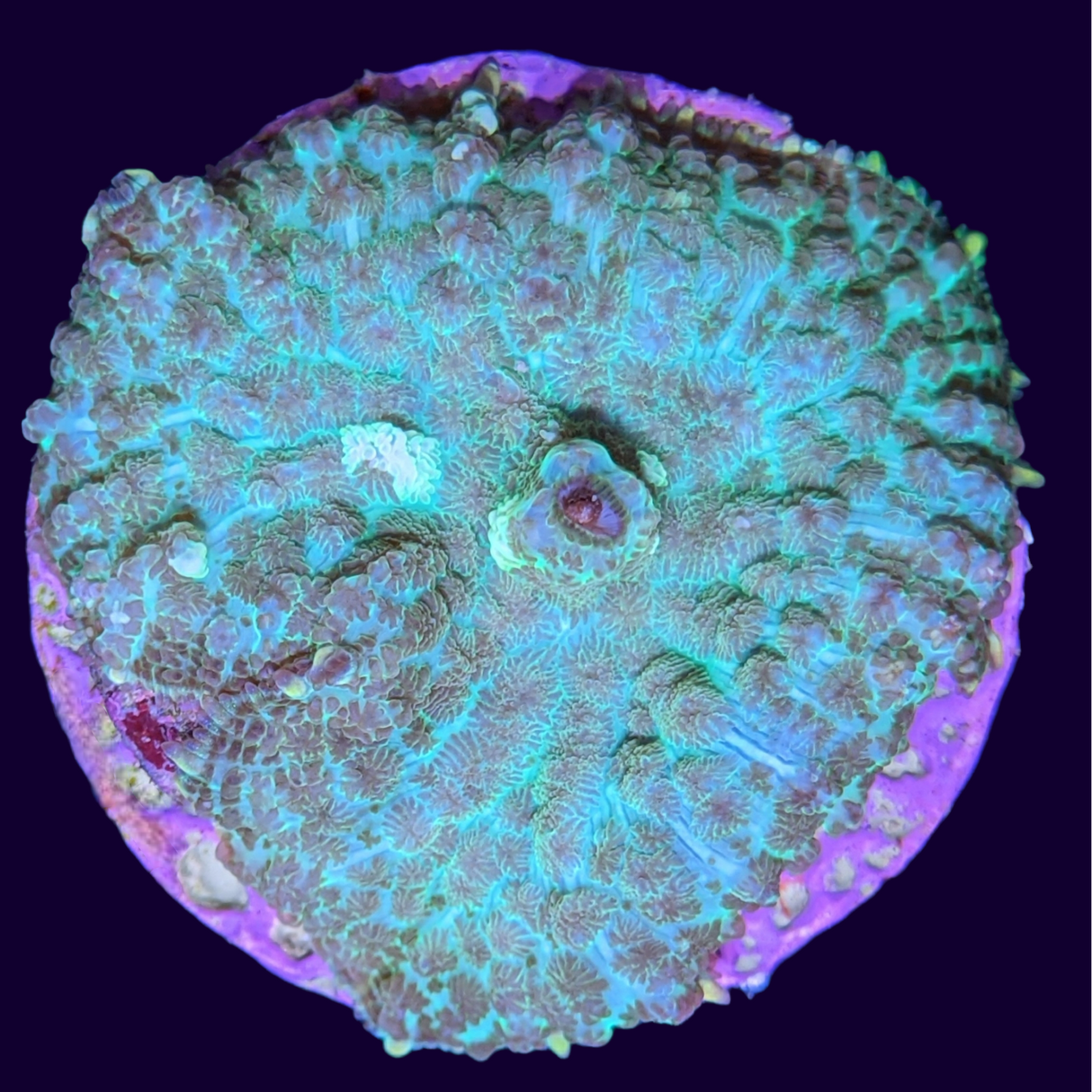 Mint green Rhodactis Mushroom