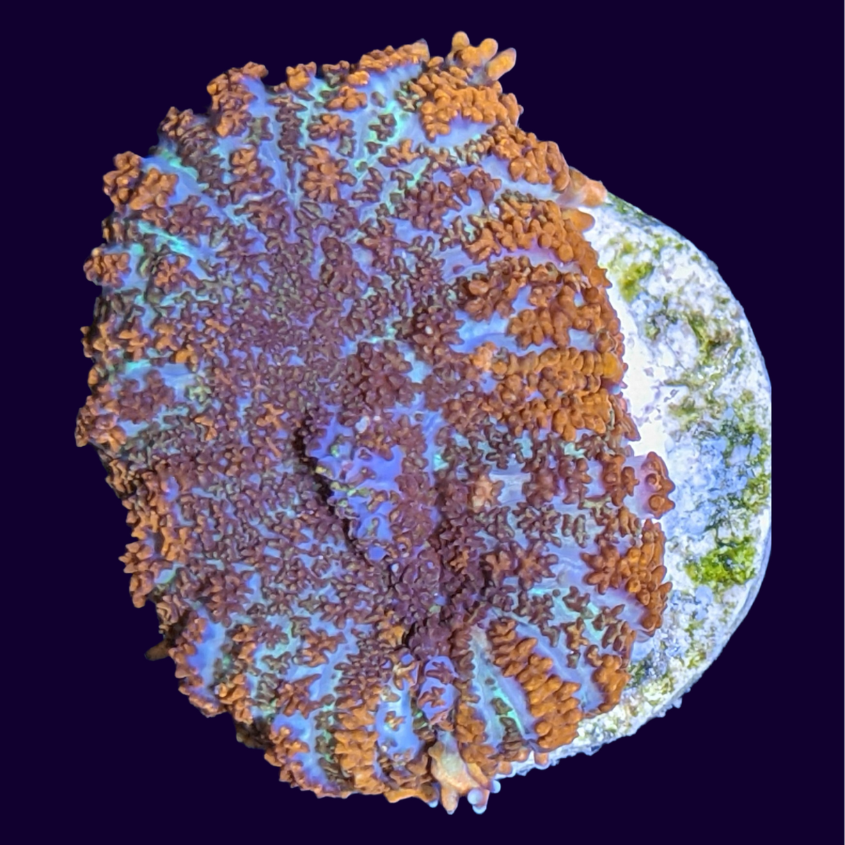 Australian Orange Rhodactis Mushroom