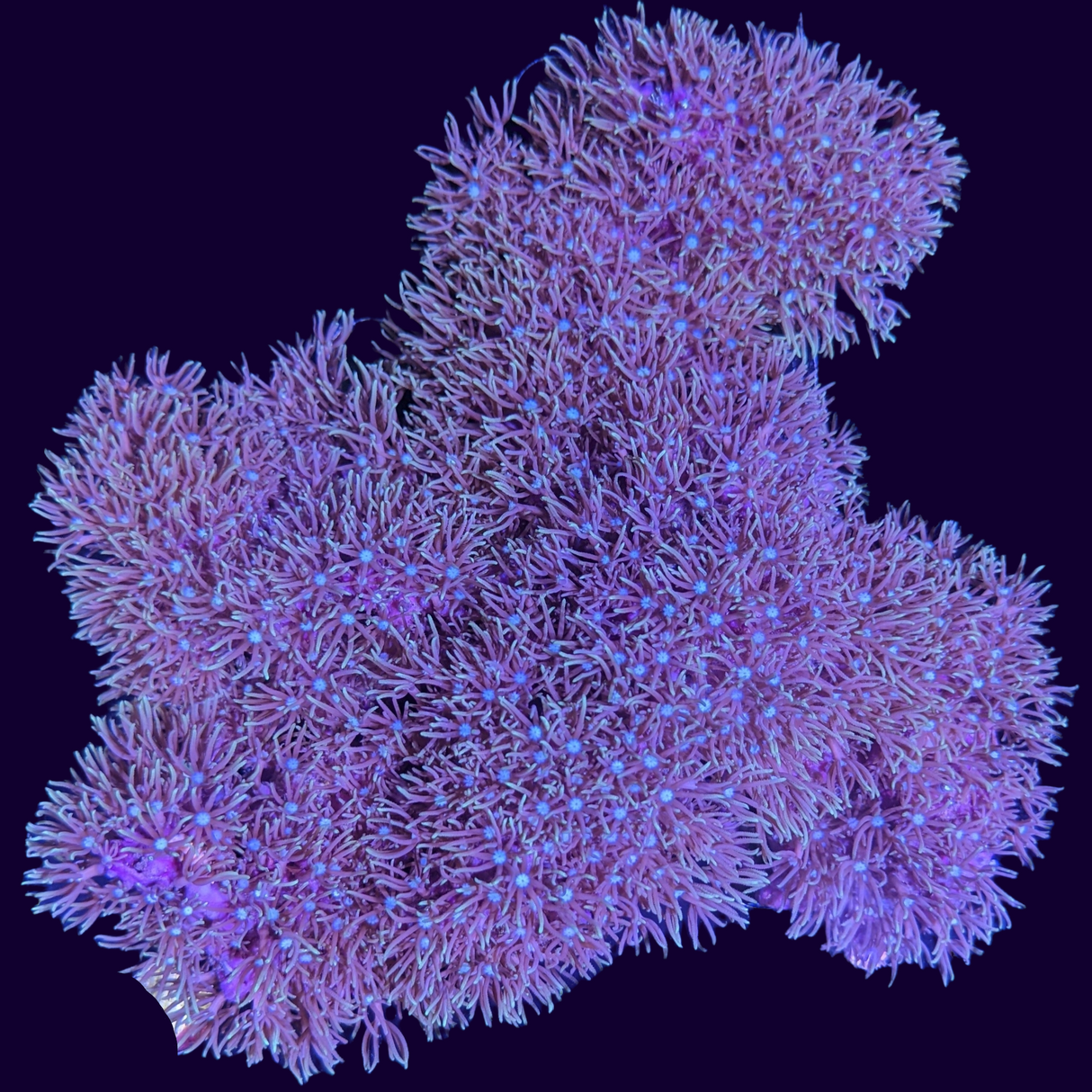 White Centre Green Star Polyp Colony