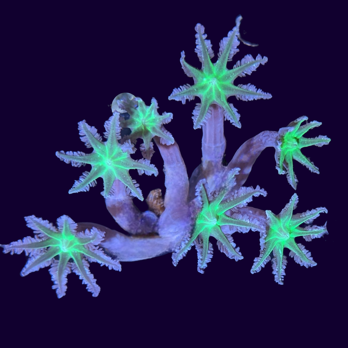 Green Clove polyps