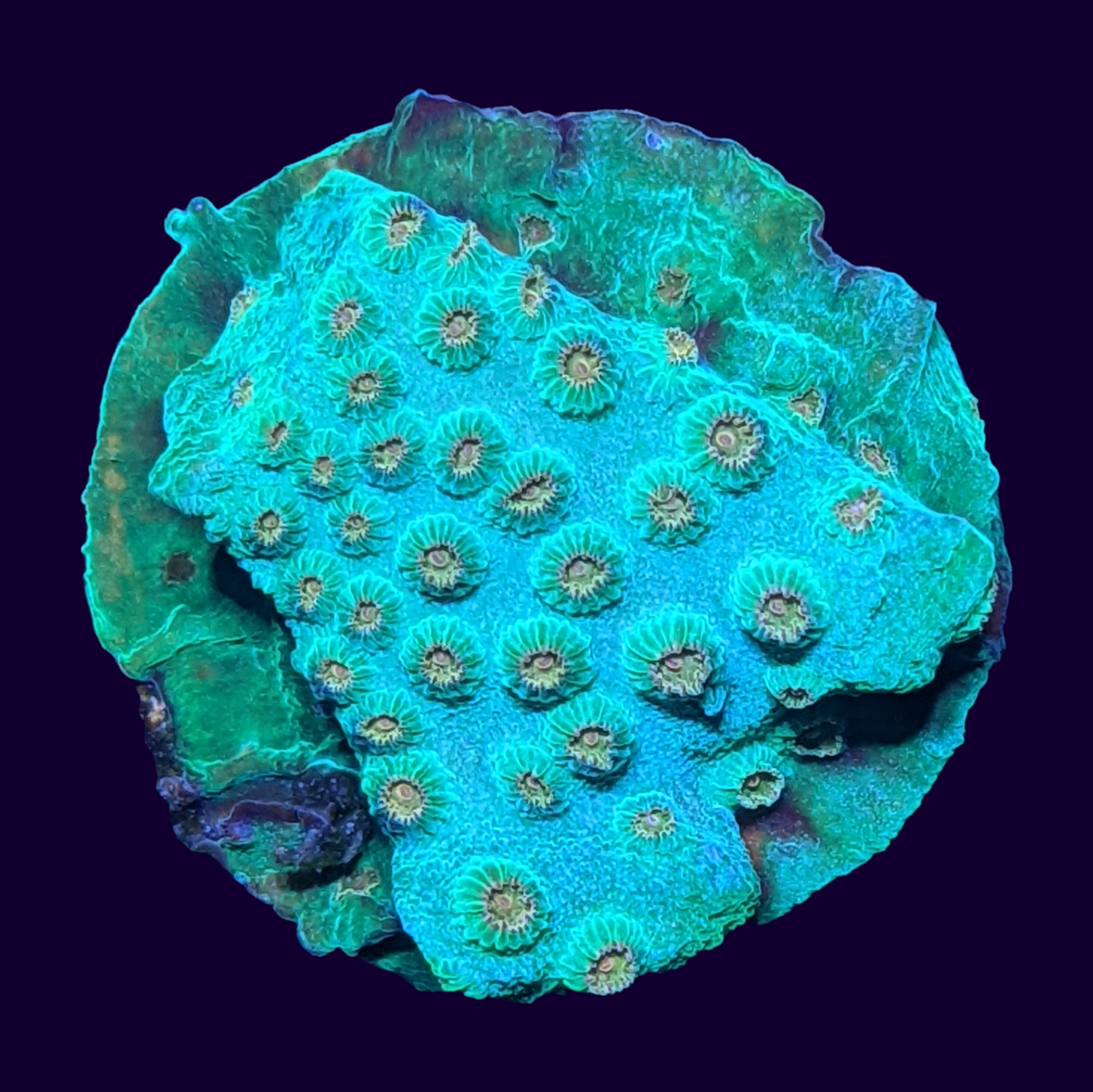 Meteor Shower Cyphastrea