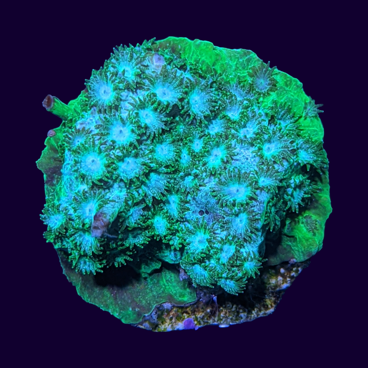 Bright Green Cyphastrea