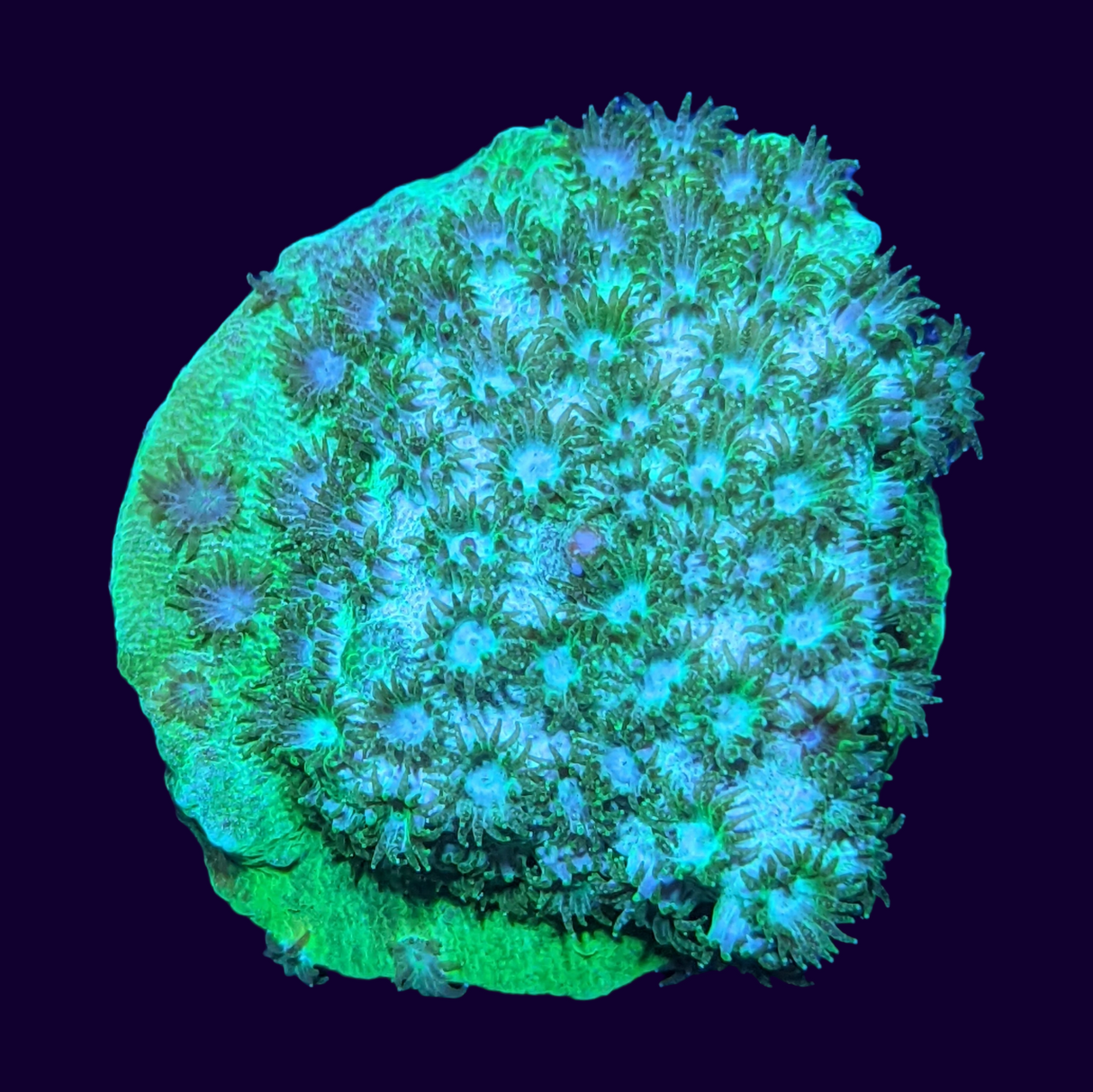 Bright Green Cyphastrea
