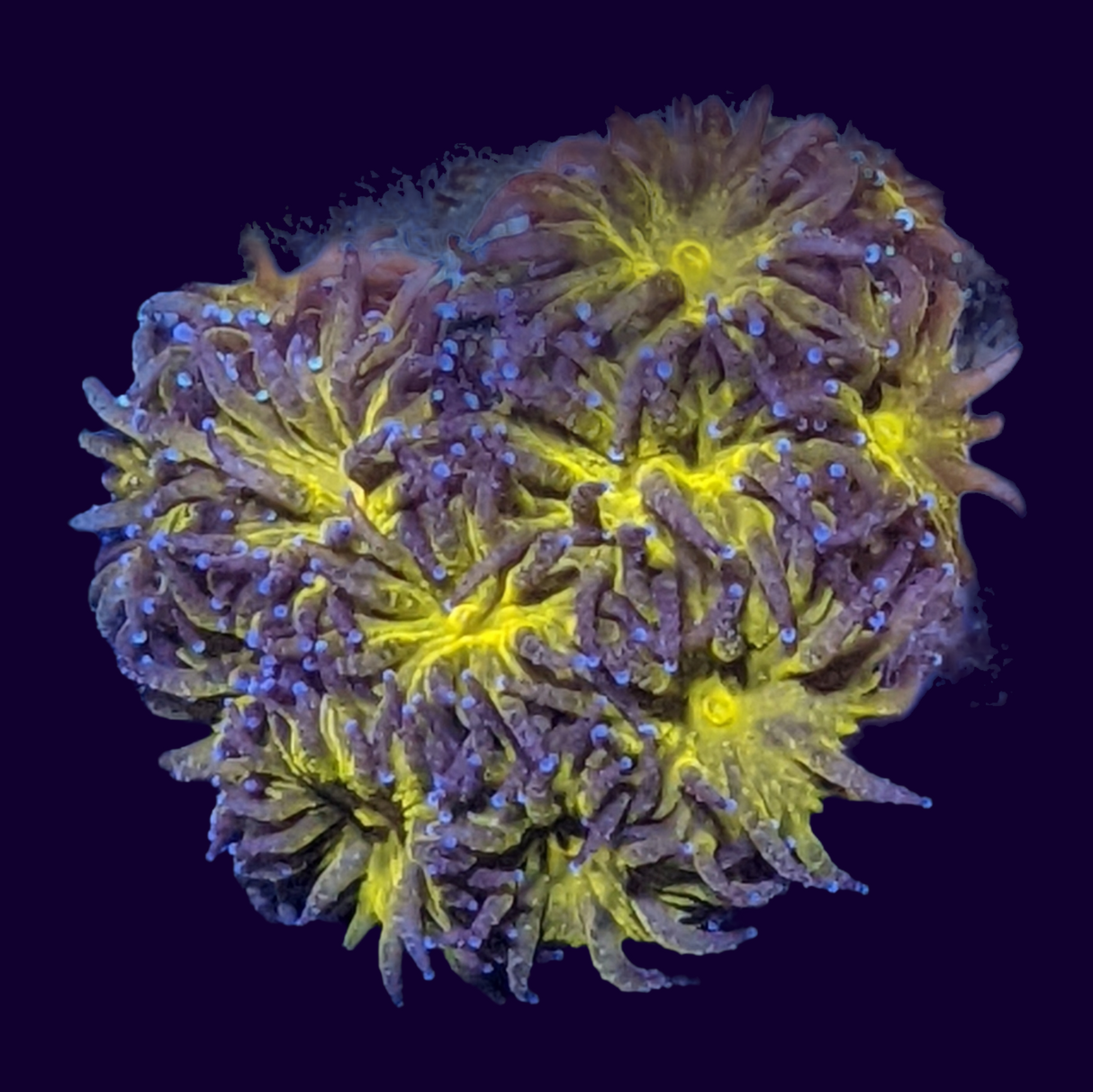 Orange Leptastrea Frag