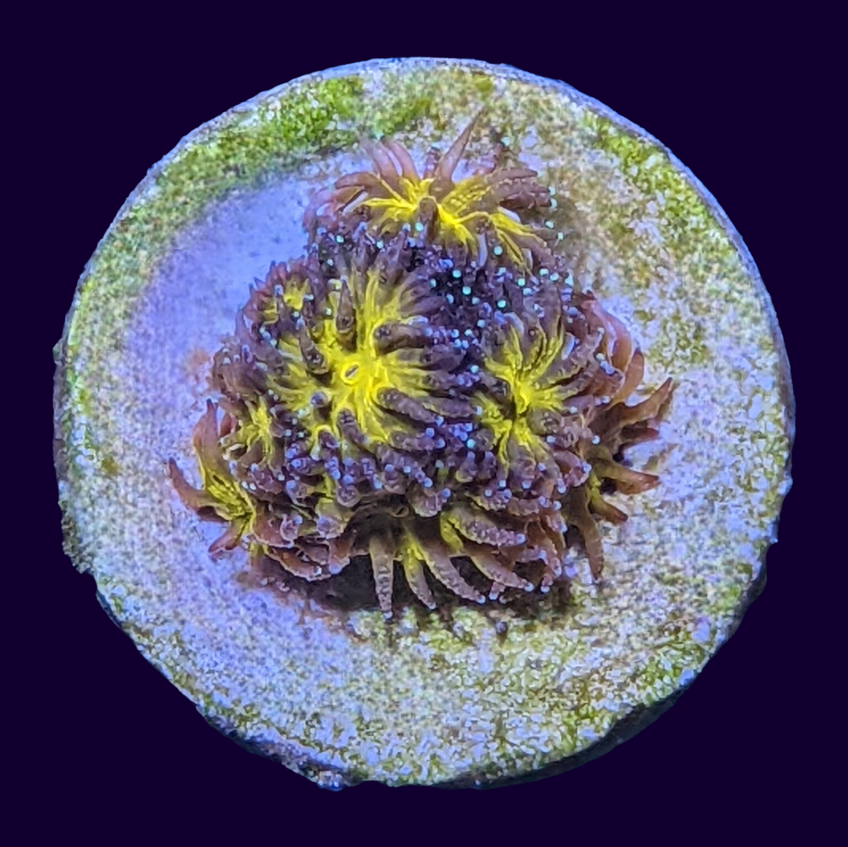 Orange Leptastrea Frag