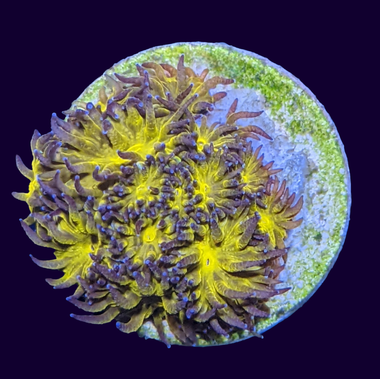 Orange Leptastrea Frag