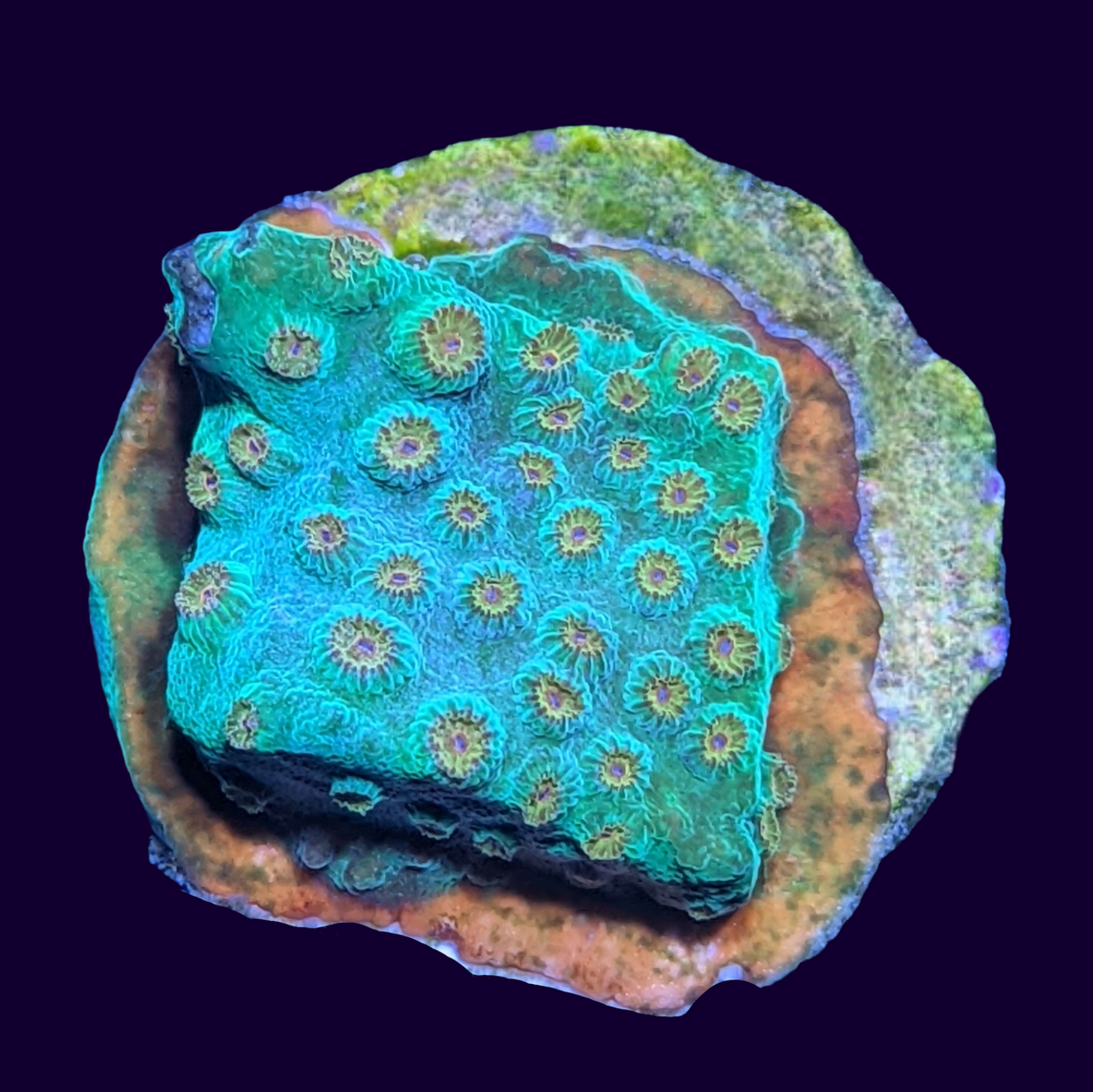 Meteor Shower Cyphastrea