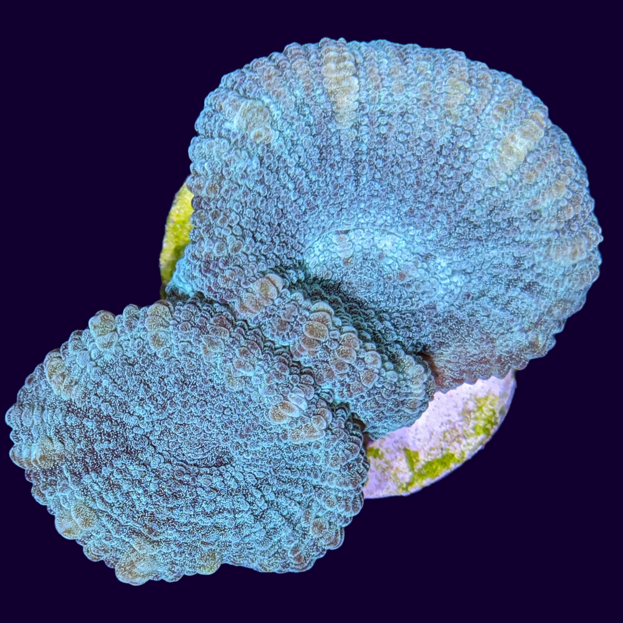 Reverse Prism Goniastrea