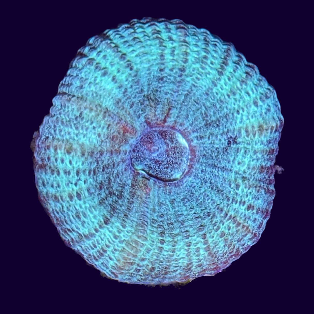 Reverse Prism Goniastrea